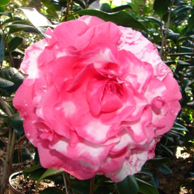 Red Blossom Variegated